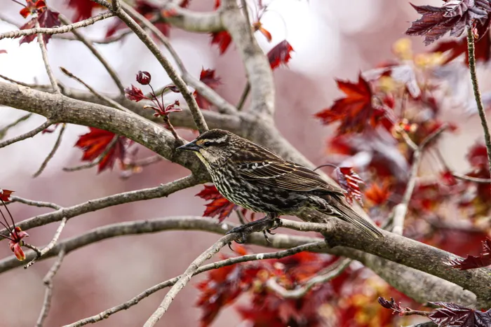 Reducing Waste While Practicing Backyard Birdwatching