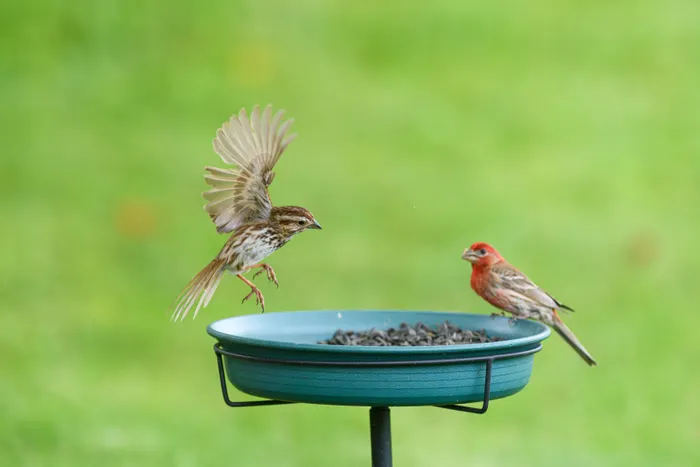 Keeping Notes About Your Backyard Birdwatching Progress