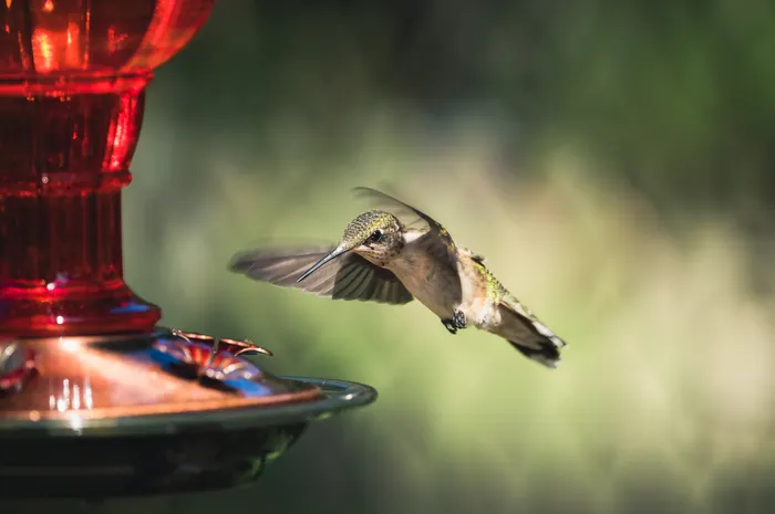 Building a Repeatable Backyard Birdwatching Routine